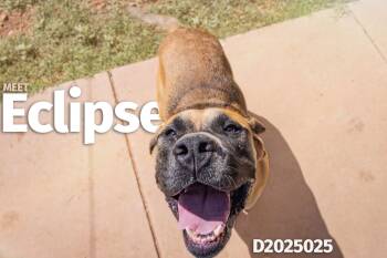 Rescue Bullmastiff Dogs for Adoption in Bisbee, Arizona - Eclipse | PetCurious