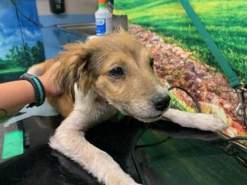 A553358 -  Terrier and Mixed Breed Dog for Adoption in Moreno Valley, California - A553358 | PetCurious