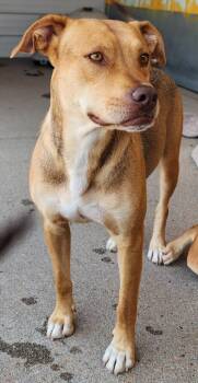 Angel Cake -  Cattle Dog and Labrador Retriever Dog for Adoption in Fort Lupton, Colorado - Angel Cake | PetCurious