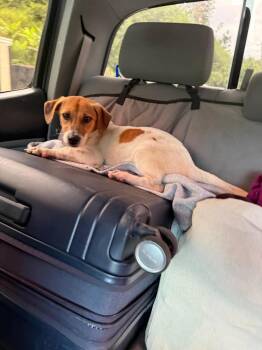 Papillon Dogs Available for Adoption in St. Petersburg, Florida - MJ | PetCurious