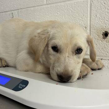 PomPom -  Shepherd and Husky Dog for Adoption in Edinburg, Texas - PomPom | PetCurious