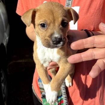 Shepherd and Labrador Retriever Dogs Available for Adoption in Austin, Texas - Virgo | PetCurious