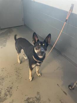 Rescue German Shepherd Dog and Mixed Breed Dogs for Adoption in Tallahassee, Florida - JAMMER | PetCurious