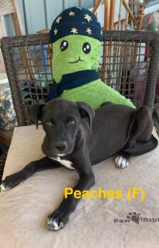Peaches -  Labrador Retriever Dog for Adoption in Chattanooga, Tennessee - Peaches | PetCurious