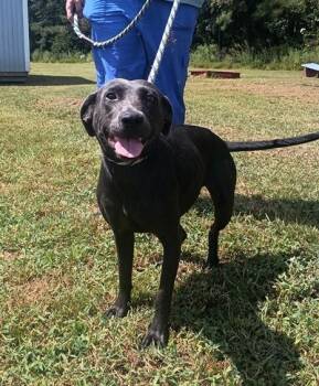 Rescue Labrador Retriever Dogs for Adoption in Manning, South Carolina - Gracie | PetCurious