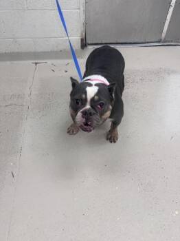 Lotto(309) -  French Bulldog Dog for Adoption in Marietta, Georgia - Lotto(309) | PetCurious