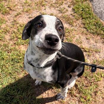 Timon -  Australian Cattle Dog Blue Heeler and Mixed Breed Dog for Adoption in Franklin, North Carolina - Timon | PetCurious