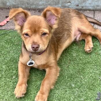 Chihuahua and Dachshund Dogs Available for Adoption in Santa Monica, California - Jojo | PetCurious
