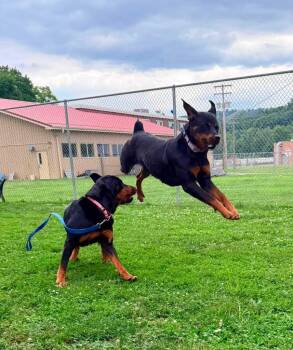 Mae -  Rottweiler Dog for Adoption in New Kensington, Pennsylvania - Mae | PetCurious