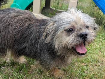 Yorkshire Terrier Dogs Available for Adoption in Fosters, Alabama - ARNIE | PetCurious