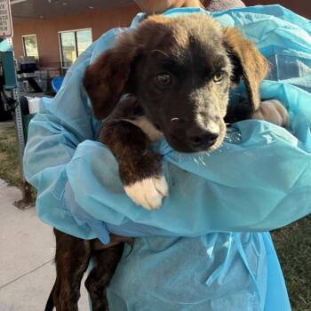 Brownie -  Retriever and Mixed Breed Dog for Adoption in San Antonio, Texas - Brownie | PetCurious