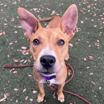 Leftie -  Pit Bull Terrier Dog for Adoption in Austin, Texas - Leftie | PetCurious