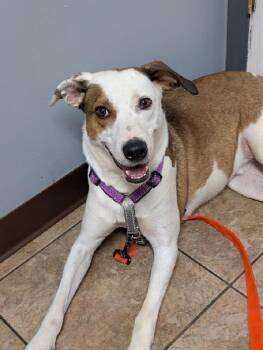 Barclay -  Jack Russell Terrier and Hound Dog for Adoption in Aurora, Illinois - Barclay | PetCurious