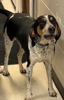 Hound and Mixed Breed Dogs Available for Adoption - Voorhees | PetCurious