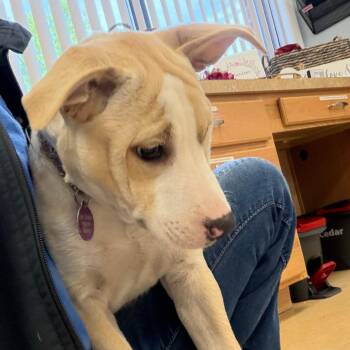 Tilly -  Mixed Breed Dog for Adoption in Greensboro, Georgia - Tilly | PetCurious
