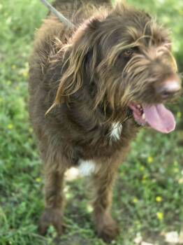 Labrador Retriever and Standard Poodle Dogs Available for Adoption in South Kingstown, Rhode Island - Bruno | PetCurious