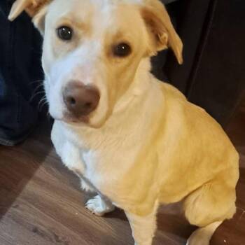 Mixed Breed and Shepherd Dogs Available for Adoption - Olaf | PetCurious