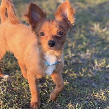 Chihuahua Dogs Available for Adoption in Enterprise, Alabama - Popeye | PetCurious