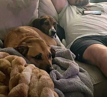 Pretty Penny -  Beagle Dog for Adoption in Pataskala, Ohio - Pretty Penny | PetCurious