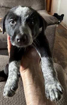 Puppy 3 -  Border Collie and Mixed Breed and Australian Cattle Dog Blue Heeler Dog for Sale in New Cumberland, Pennsylvania - Puppy 3 | PetCurious
