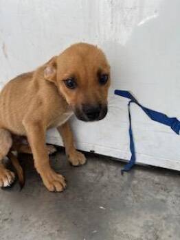 Rescue Pit Bull Terrier and German Shepherd Dog Dogs for Adoption in Stockton, California - A361575 | PetCurious