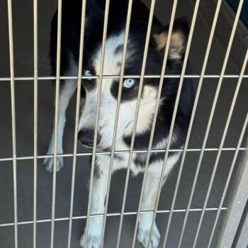 Loki -  Husky Dog for Adoption in Kingman, Arizona - Loki | PetCurious