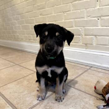 German Shepherd Dog and Golden Retriever Dogs Available for Adoption in Potomac, Maryland - Luke | PetCurious