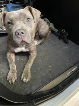 XARA -  American Bulldog Dog for Adoption in Derwood, Maryland - XARA | PetCurious