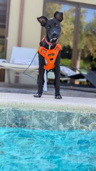 Onyx - 1yr affectionate & kid, dog friendly -  Mixed Breed Dog for Adoption in Toronto, Ontario - Onyx - 1yr Affectionate & Kid, Dog Friendly | PetCurious