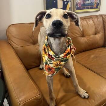 Chai Latte Extra Cinnamon -  Labrador Retriever and Hound Dog for Adoption in Friendswood, Texas - Chai Latte Extra Cinnamon | PetCurious