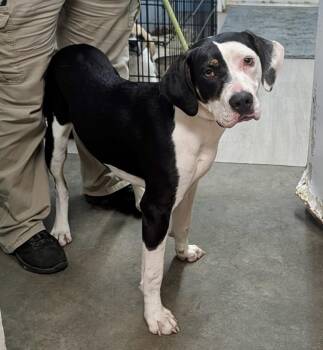 Joe -  Hound Dog for Adoption in Petersburg, Virginia - Joe | PetCurious