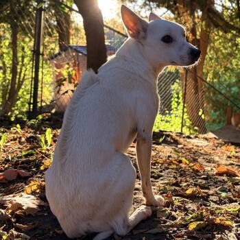 Yale -  Jack Russell Terrier Dog for Adoption in Toronto, Ontario - Yale | PetCurious
