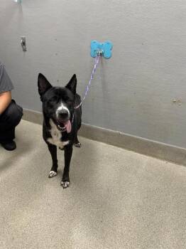 SALSA -  German Shepherd Dog and Mixed Breed Dog for Adoption in Las Vegas, Nevada - SALSA | PetCurious