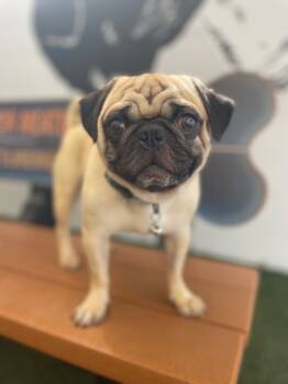 Rescue Pug Dogs for Adoption in Gardena, California - Bruce Willis *special Needs* | PetCurious
