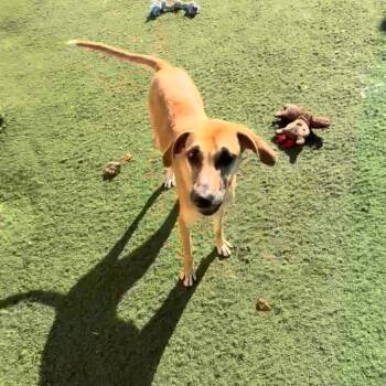 Mixed Breed Dogs Available for Adoption - Maggie The Toaster Oven | PetCurious