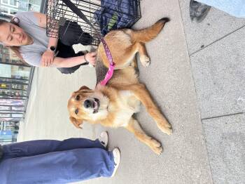 Doug -  German Shepherd Dog and Border Collie Dog for Adoption in Clarksburg, Ontario - Doug | PetCurious