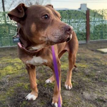 Pit Bull Terrier Dogs Available for Adoption - Bailey | PetCurious