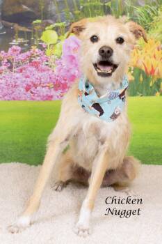 Cairn Terrier and Shepherd Dogs Available for Adoption - Chicken Nugget | PetCurious