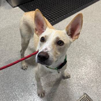 Ellen -  Mixed Breed Dog for Adoption in Englewood, Florida - Ellen | PetCurious