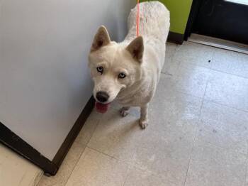 NOELLE -  Husky Dog for Adoption in Kent, Washington - NOELLE | PetCurious