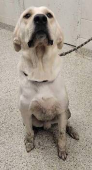 Baymax -  Great Pyrenees and Anatolian Shepherd Dog for Adoption in Kansas City, Missouri - Baymax | PetCurious