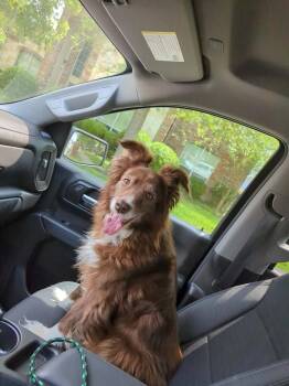Border Collie Dogs Available for Adoption in Rockwall, Texas - Found Stray: Angel | PetCurious
