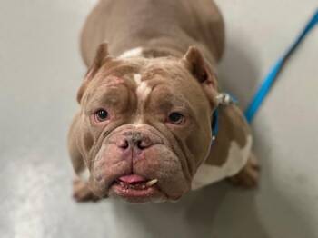 Banana Pudding -  Mixed Breed Dog for Adoption - Banana Pudding | PetCurious