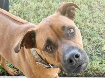 Rescue Mixed Breed Dogs for Adoption in Georgetown, Texas - Sully | PetCurious