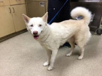 GUAVA -  Siberian Husky Dog for Adoption in Riverside, California - GUAVA | PetCurious