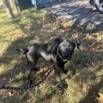 Kronk -  Mixed Breed Dog for Adoption in Hendersonville, Tennessee - Kronk | PetCurious