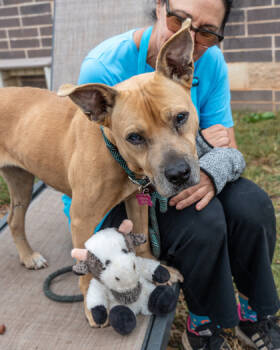 Rescue Mixed Breed Dogs for Adoption in Chamblee, Georgia - Nylah Lane | PetCurious