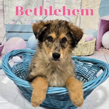 Mixed Breed Dogs Available for Adoption - Bethlehem  | PetCurious