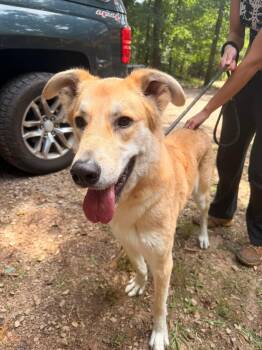 Yodel -  Shepherd Dog for Adoption in East Haddam, Connecticut - Yodel | PetCurious