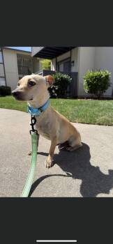 Chihuahua and Miniature Dachshund Dogs Available for Adoption in New Haven, Connecticut - Tye | PetCurious